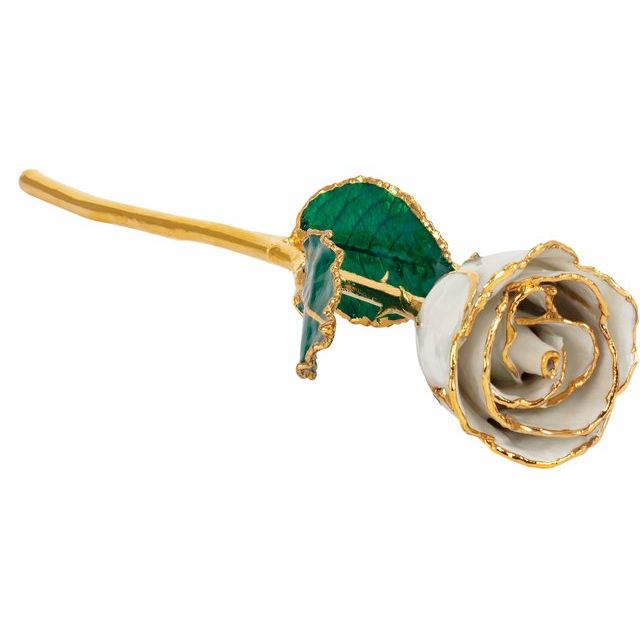 White Rose with 24k Gold Trim