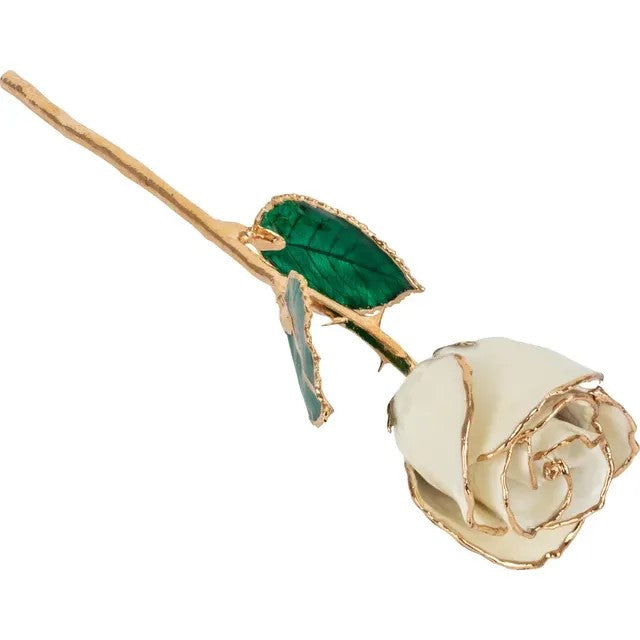 24k Gold Rose - White